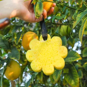 Spongelle Papaya Yuzu Wild Flower Soap Sponge